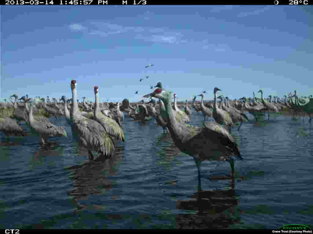 Sandhill cranes' colorful plumage, and colorful personality, are on display every March on the Platte River in central Nebraska, March 14, 2013.