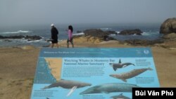 Khu sinh thái Vịnh Monterey (Ảnh: Bùi Văn Phú)