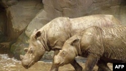 辛辛那提动物园里的苏门答腊犀牛