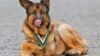 US Military Dog Injured in Combat Receives Top Honor for Bravery