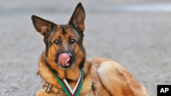 U.S. Marine dog Lucca rests after receiving the PDSA Dickin Medal, awarded for animal bravery, at Wellington Barracks in London, April 5, 2016.
