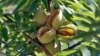 US Almond Growers Feel Impact of Russian Import Limits