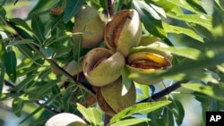 FILE - Almonds ready for harvest are seen at a farm in Hilmar, Calif. The state produces 80 percent of the world's almond supply.