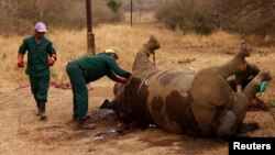 FILE - Workers perform a post-mortem on the carcass of a rhino after it was killed for its horn by poachers at the Kruger National Park in Mpumalanga province, South Africa.