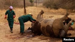 FILE - Workers perform a post-mortem on the carcass of a rhino after it was killed for its horn by poachers at the Kruger National Park in Mpumalanga province. Taken 9.14.2011