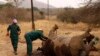 Rhino Poaching Increases in South Africa