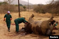 FILE - Workers perform a post-mortem on the carcass of a rhino after it was killed for its horn by poachers at the Kruger national park in Mpumalanga province, South Africa, Sept. 14, 2011. A rhino horn can sell for up to $23,000.