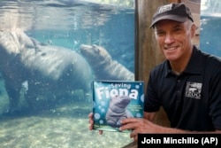 Cincinnati Zoo director Thane Maynard sits for a photograph beside the enclosure of Fiona, their baby Nile Hippopotamus, in Cincinnati, Ohio.