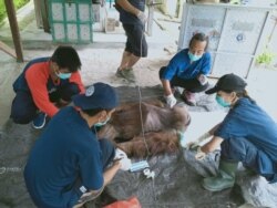 Orangutan Kalimantan jantan berusia 25 tahun yang terluka karena sayatan senjata tajam saat mendapatkan perawatan medis dari tim dokter BKSDA Kalteng. (Courtesy: BKSDA Kalteng).