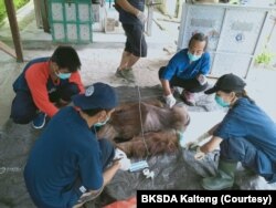 Orangutan Kalimantan jantan berusia 25 tahun yang terluka karena sayatan senjata tajam saat mendapatkan perawatan medis dari tim dokter BKSDA Kalteng. (Courtesy: BKSDA Kalteng).