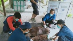 Orangutan Kalimantan jantan berusia 25 tahun yang terluka karena sayatan senjata tajam saat mendapatkan perawatan medis dari tim dokter BKSDA Kalteng. (Courtesy: BKSDA Kalteng).