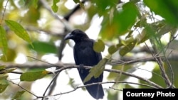 Burung Gagak Banggai (Corvus unicolor) yang sempat dianggap telah punah, namun ditemukan kembali di habitatnya di pulau Peling, Banggai Kepulauan Sulteng. (Foto : Riza Marlon/Burung Indonesia)