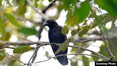 Lindungi Ekosistem Karst Lestarikan Habitat 13 Spesies Di Bangkep