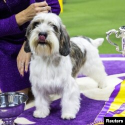 147th Westminster Kennel Club Dog Show at the USTA Billie Jean King National Tennis Center in New York