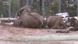 Մինչ Արիզոնայի Reid Park կենդանաբանական այգու մյուս կենդանիները տաքուկ թաքնվել են ձյան տեղումներից՝ փղերը խաղում են ձյան տակ: