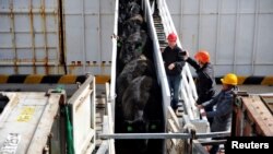 지난 2018년 4월 중국 산둥성 칭다오항에서 호주에서 수입된 소가 도착했다. (자료사진)