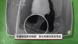 华盛顿动物园：新生熊猫幼崽是男孩