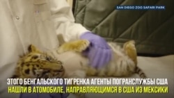 Тигр «иммигрант»