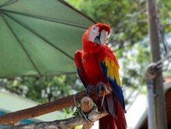 El Zoológico Nacional de Nicaragua alberga a unos 900 animales.