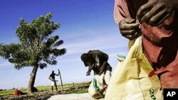 Two haitian men unpack sacks of fertilizer near a rice field in the Artibonite valley in central Haiti (File)