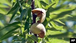 Des amandes en Californie (AP)