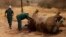 FILE - Workers perform a post-mortem on the carcass of a rhino after it was killed for its horn by poachers at the Kruger national park in Mpumalanga province, September 14, 2011.
