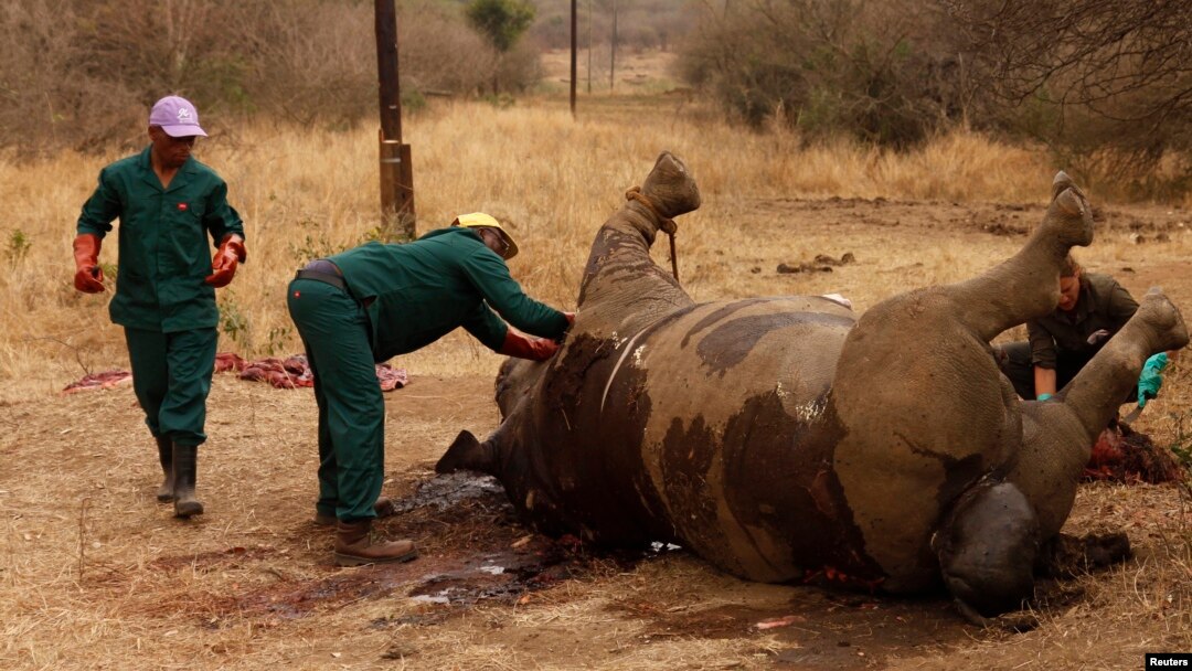 FILE - Workers perform a post-mortem on the carcass of a rhino after it was killed for its horn by poachers at the Kruger National Park in Mpumalanga province. Taken 9.14.2011