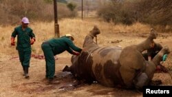 FILE - Workers perform a post-mortem on the carcass of a rhino after it was killed for its horn by poachers at the Kruger national park in Mpumalanga province, September 14, 2011.