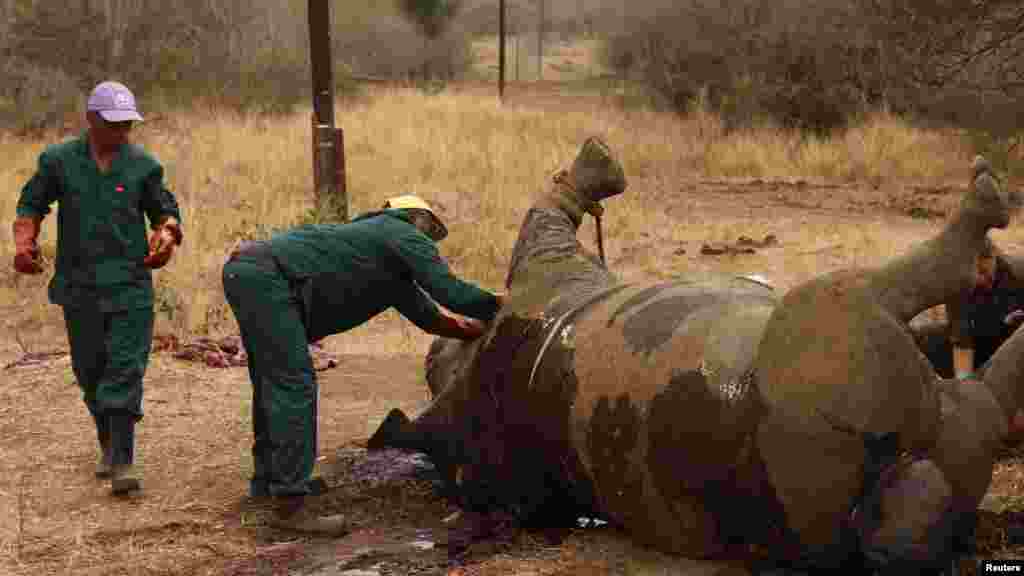 Des agents de la garde-forêt examinent la dépuoille d'un rhinocéros tué par des bracaonniers pour sa corne au Parc National de Kruger, dans la province sud-africaine de Mpumalanga. 