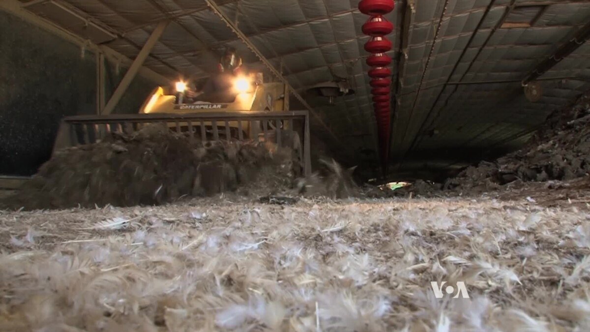 Maryland’s Chicken Pollution Highlights Global Issue