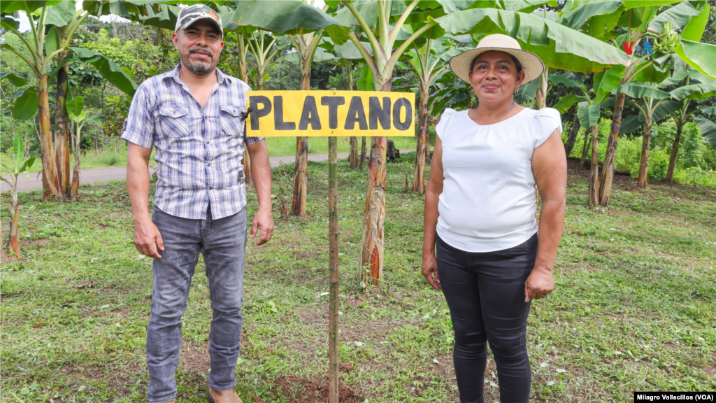 Dentro del proyecto de agricultura familiar sostenible del Canal de Panamá, los agricultores desarrollan otros cultivos como el plátano.