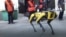 У Чорнобилі випробували робота Boston Dynamics. Відео