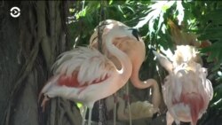 Животные в зоопарке Лос-Анжелеса соскучились по людям