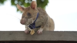 FILE - Magawa, a mine-sniffing rat, is pictured in Siem Reap, Cambodia, in this undated handout picture provided to AFP on Sept. 25, 2020. (PDSA UK/Handout via AFP)