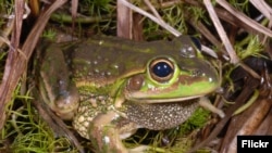 FILE - Yellow-spotted bell frog (Photo: Dr. David Hunter)