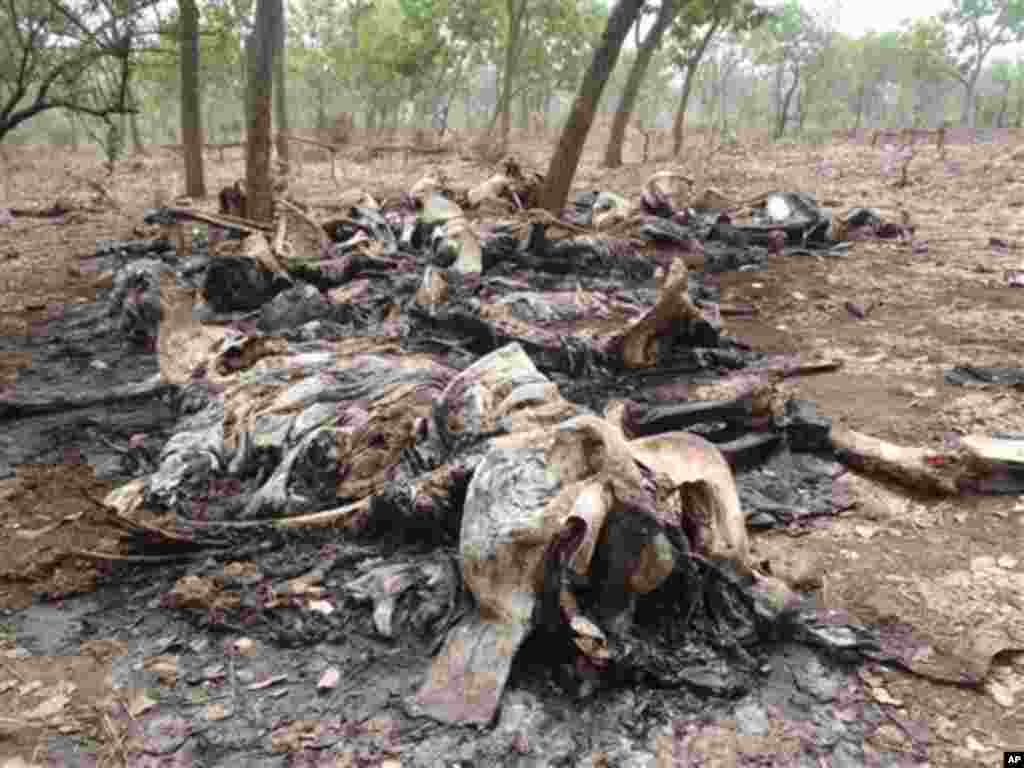 In this February 2012 photo released by Boubandjida Safari Lodge, the carcasses of elephants slaughtered by poachers are seen in Boubou Ndjida National Park, located in Cameroon, near the border with Chad. Poachers have slaughtered at least 200 elephants 