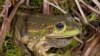 New Hope for Frog Once Feared Extinct in Australia