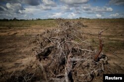 FILE - Branches and roots are piled on a farm after deforestation in Palmeirante, Brazil, Feb. 16, 2018.