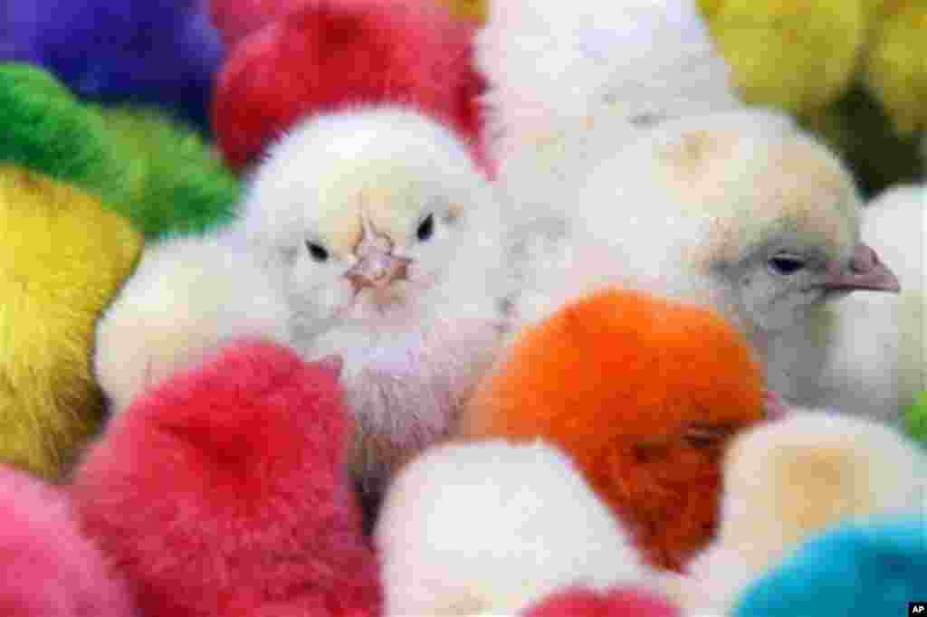 Dyed chicks are displayed for sale for Easter in the Bab Touma district in Damascus, Syria, Sunday, April 8, 2012. Pope Benedict XVI implored the Syrian regime Sunday to heed international demands to end the bloodshed and said he hopes the joy of Easter