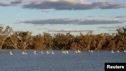 In an undated photograph, pelicans swim in a river at the cotton producer Cubbie Station near Dirranbandi in Queensland, 600 km west of Brisbane, August 17, 2009.