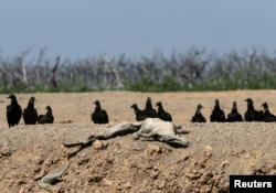 Vultures sit next to the carcass of a yacare caiman at a dried-up artificial pond at the Agropil ranch in Boqueron, Paraguay, Aug. 14, 2016.