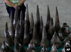 A customs officer stands guard near seized rhino horns at the Hong Kong Customs and Excise Department in Hong Kong, Nov. 15, 2011.