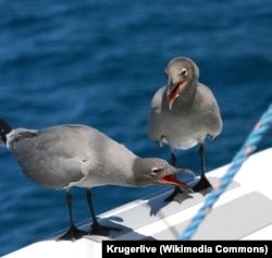 Lava gulls