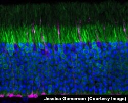 Figure showing rods and cones in a mouse retina. The rods are green and dominate the image while the cones are magenta. (Courtesy Jessica Gumerson)