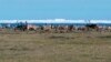 Caribou di dataran pantai Suaka Margasatwa Arktik Nasional, Alaska (ANWR) dengan latar belakang Laut Beaufort dan gunung es, 1 Oktober 2010. (Foto: dok).