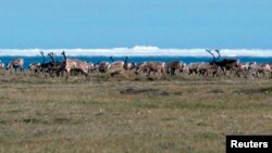 Caribou di dataran pantai Suaka Margasatwa Arktik Nasional, Alaska (ANWR) dengan latar belakang Laut Beaufort dan gunung es, 1 Oktober 2010. (Foto: dok).