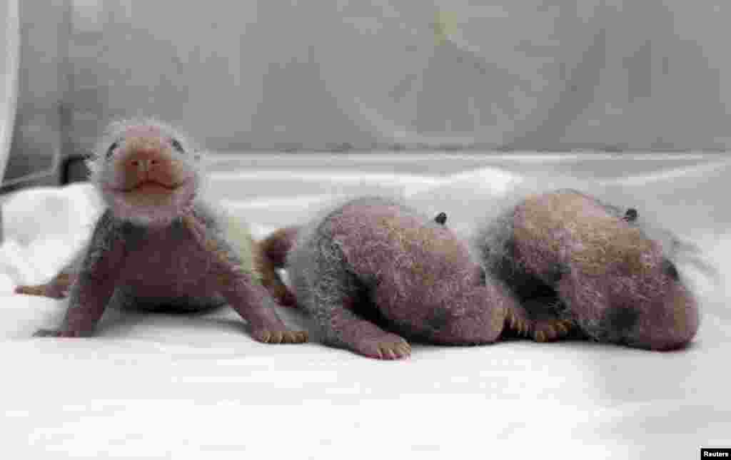 Newborn giant panda triplets, which were born to giant panda Juxiao (not pictured), are seen inside an incubator at the Chimelong Safari Park in Guangzhou, Guangdong province, China.