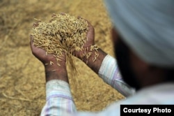 Freshly threshed rice near Sangrur, India. Salt water encroachment, flooding and droughts are more likely as the climate changes, which could impact crops such as rice. (Neil Palmer/CIAT)
