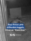 Bayi Anoa Lahir di Bonbin Inggris, Dinamai "Kasimbar"