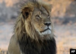 سوینج نیشنل پارک میں شیروں کی بھی ایک بڑی تعداد موجود ہے۔